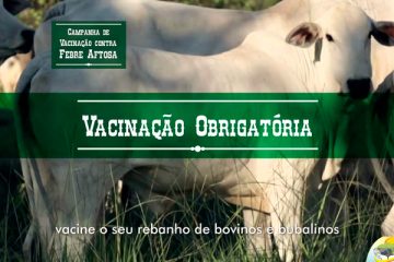 Campanha de vacinação contra febre aftosa em Solidão termina dia 30 de novembro