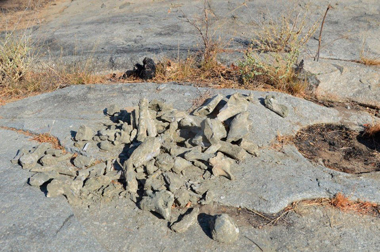 Os fósseis foram encontrados em uma escavação de aproximadamente 5 metros de profundidade