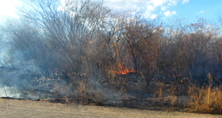 Incêndio atinge vegetação às margens da PE-309 em Solidão