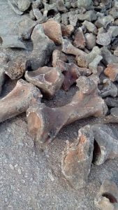 Suposto fóssil pré-histórico encontrado em Itapetim - Foto: Douglas Nunes