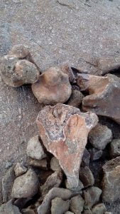 Suposto fóssil pré-histórico encontrado em Itapetim - Foto: Douglas Nunes