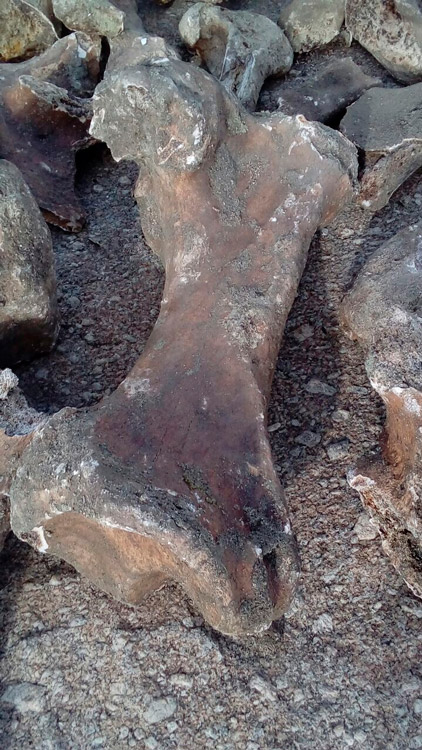 Suposto fóssil pré-histórico encontrado em Itapetim - Foto: Douglas Nunes
