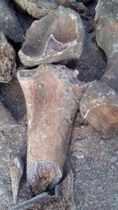 Suposto fóssil pré-histórico encontrado em Itapetim - Foto: Douglas Nunes