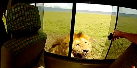 Turista “jumento” decide acariciar leão durante passeio na África