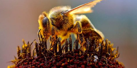 Médico encontra quatro abelhas vivas em olho de mulher