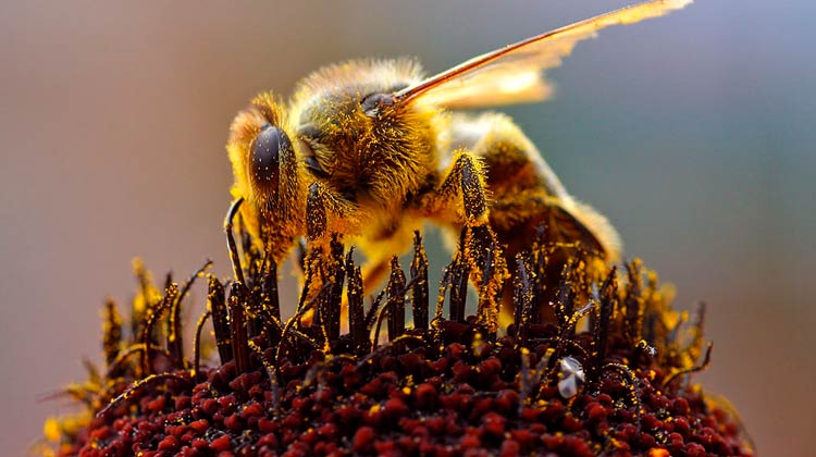 Médico encontra quatro abelhas vivas em olho de mulher