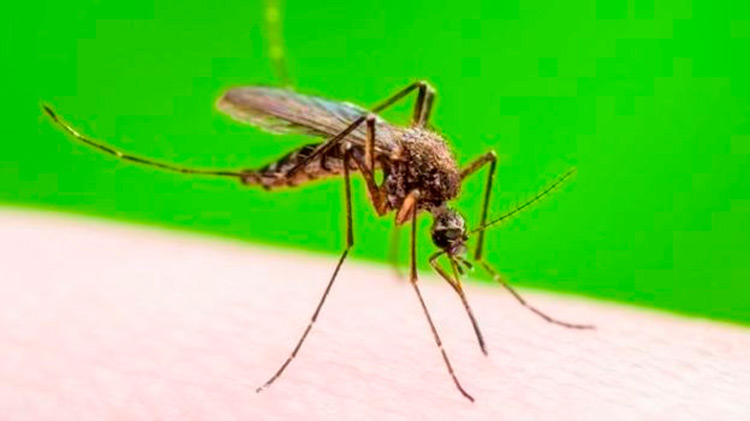 Por que beber álcool eleva o risco de ser picado por mosquito?