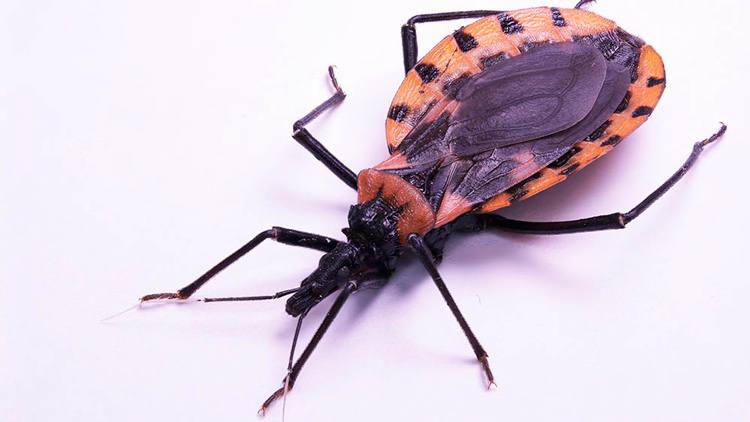 Após novos casos da doença de Chagas, veja os riscos e formas de prevenção