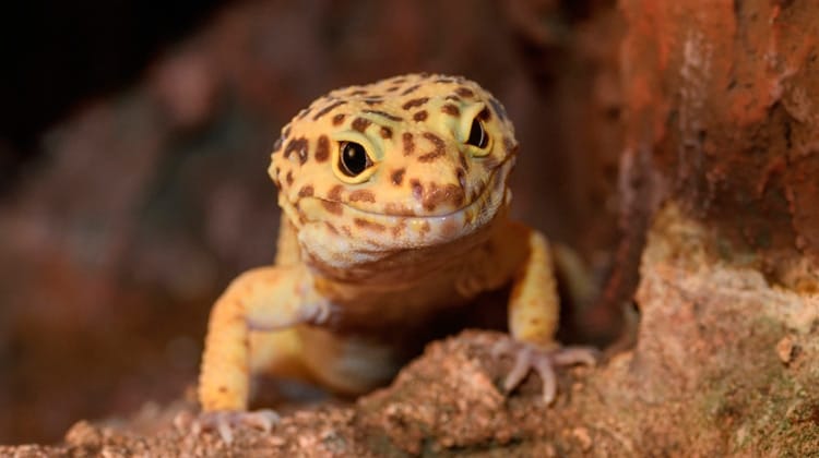 Homem é desafiado a engolir lagartixa, aceita... E morre!
