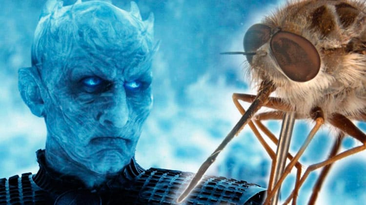 Nova espécie de mosca é batizada com o nome de vilão de 'Game of Thrones'