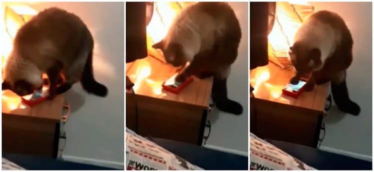 Gata desliga despertador do celular da dona e vídeo viraliza na internet