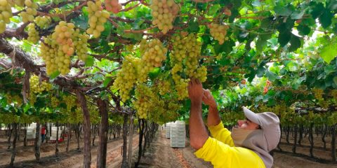 Detentos trabalham na produção de uvas e vinhos em Petrolina