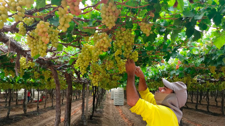 Detentos trabalham na produção de uvas e vinhos em Petrolina