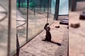 Macaco afia pedra para quebrar vidro e fugir de zoológico