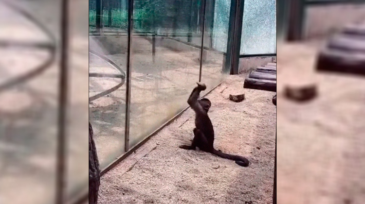Macaco afia pedra para quebrar vidro e fugir de zoológico