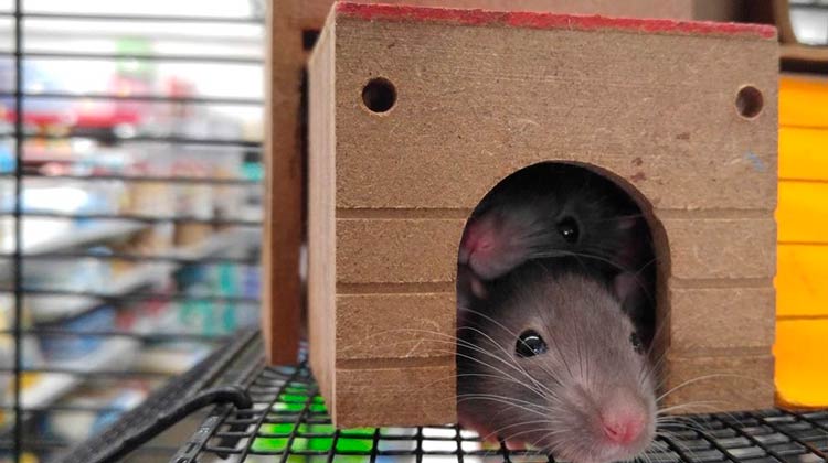 Sedentarismo pode ter a ver com um gene 'preguiçoso' do rato