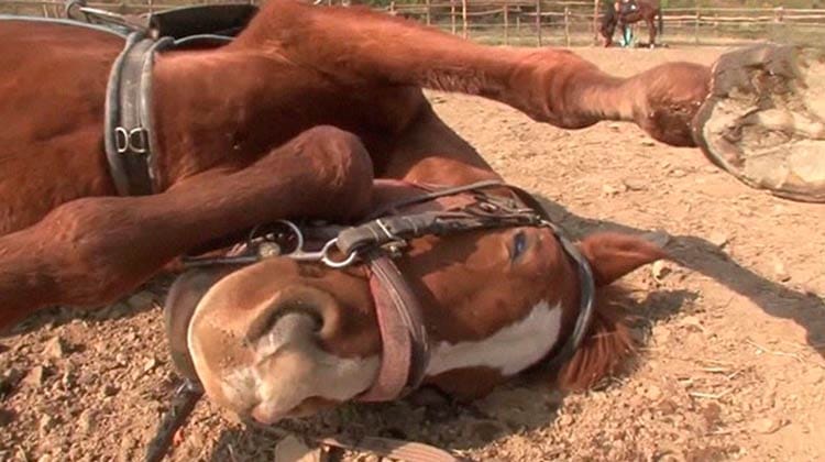 Cavalo coreano se finge de morto e é sucesso na internet
