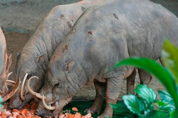 Conheça 9 animais com dentes muito medonhos