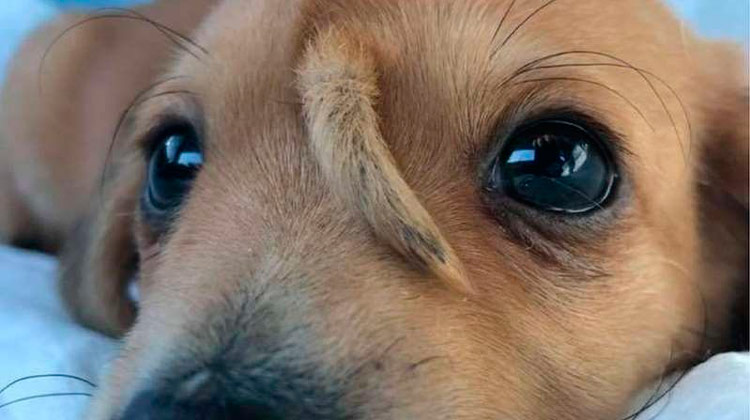 Filhote de cão com rabo 'extra' na testa é resgatado nos EUA