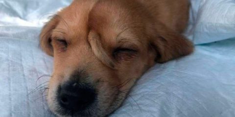 Filhote de cão com rabo 'extra' na testa é resgatado nos EUA