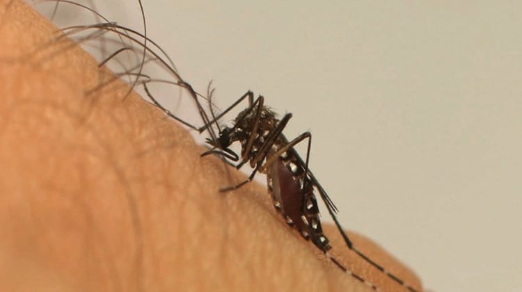 Zika inibe tumor de próstata, diz estudo