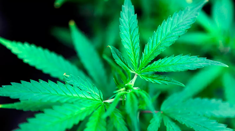 Anvisa libera remédios à base de cannabis em farmácias