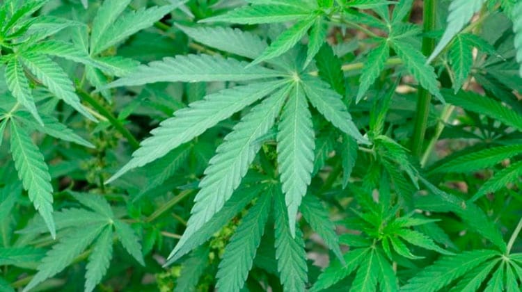 Justiça autoriza primeira mãe a cultivar maconha para fins medicinais em PE