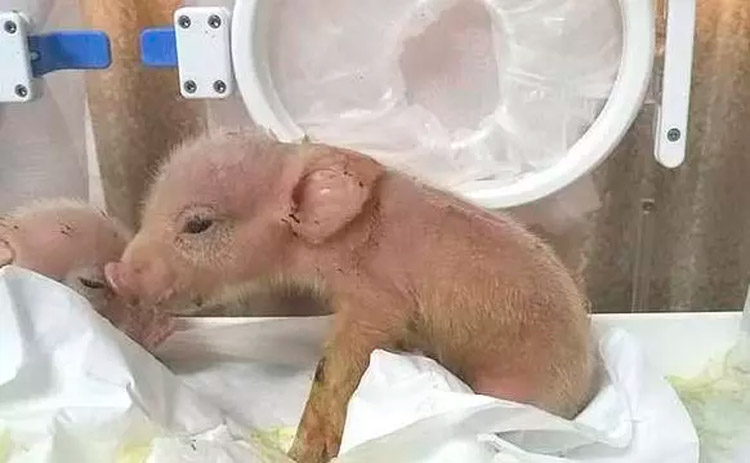 Primeiros híbridos de porco com macaco nascem na china