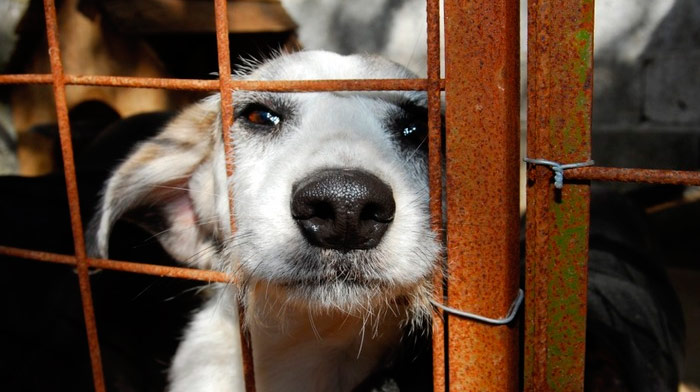 Senado deve votar projeto que proíbe sacrifício de animais de rua