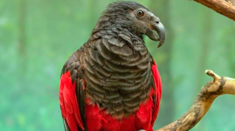 Conheça o papagaio-drácula espécie que se destaca por onde passa