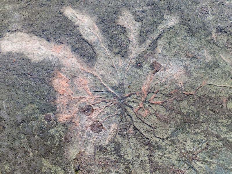 Floresta mais antiga do mundo é descoberta