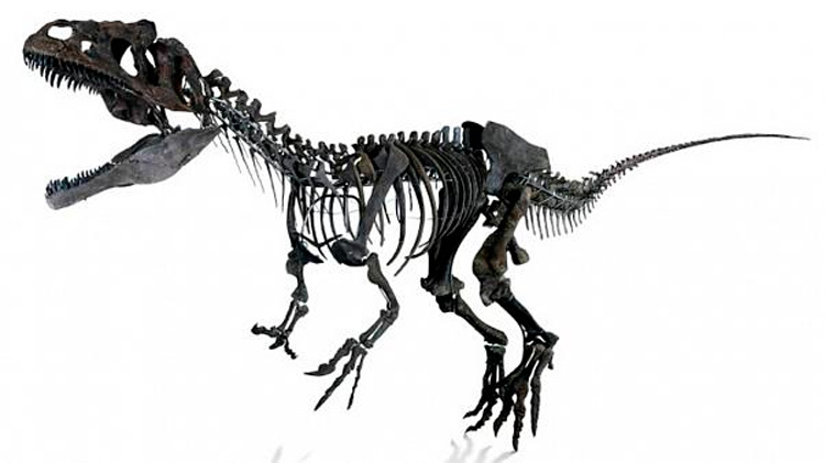 Câncer raro em humanos é encontrado em fóssil de dinossauro