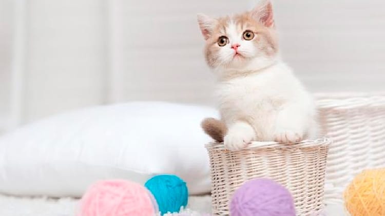 Preferência de brasileiros por gatos é 5% maior do que a média mundial