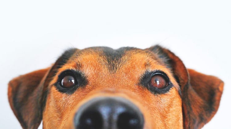 Cachorros e gatos pegam coronavírus?
