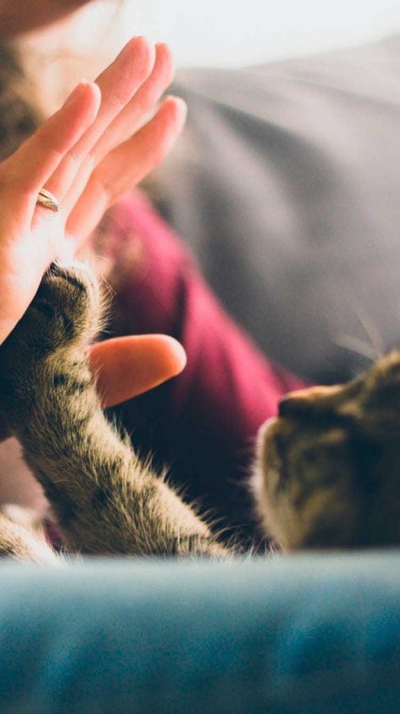 Cachorros e gatos pegam coronavírus?