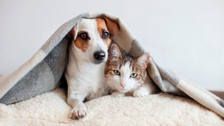 Cachorros e gatos pegam coronavírus?