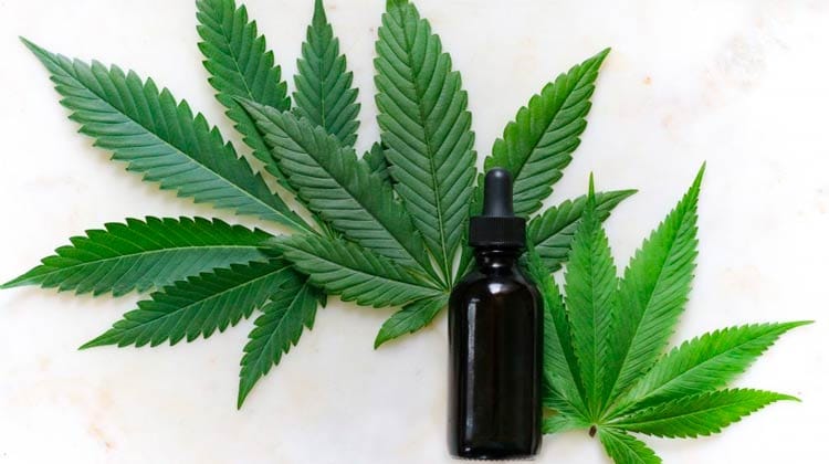 Comercialização de produtos derivados da cannabis entra em vigor