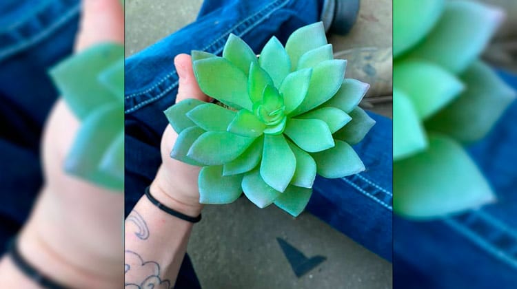 Jovem descobre que regava planta de plástico há 2 anos