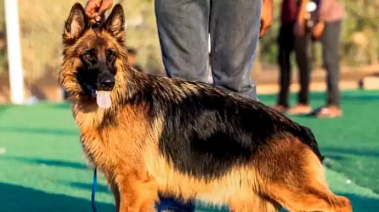 Morre o primeiro cão que testou positivo para coronavírus nos EUA