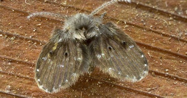 'Mosquitos de banheiro' viralizam nas redes sociais; entenda que inseto é esse