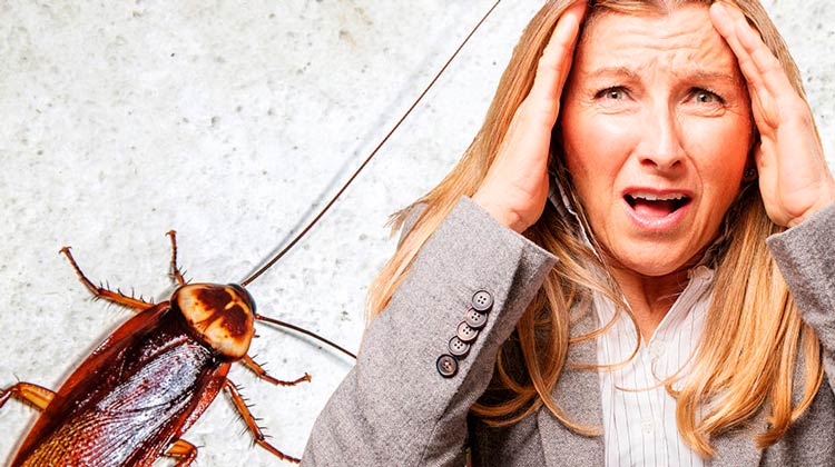 10 coisas que você talvez não saiba sobre as baratas
