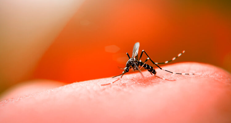 Brasil já registra mais de 970 mil casos de dengue neste ano