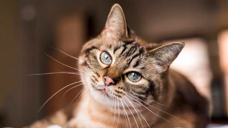 Doença infecciosa transmitida por gatos é confirmada em Manaus