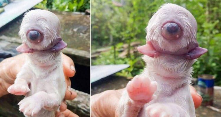 Cachorro morre após nascer com um olho, duas línguas e sem nariz; entenda a ciclopia