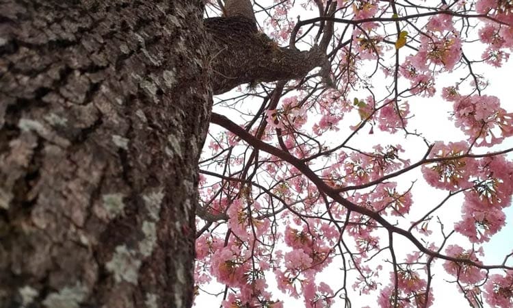 Confira a previsão do tempo para esta quarta-feira 31