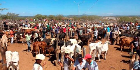 Em Tabira - PE feira do gado é cancelada e Feira livre é restrita apenas aos tabirenses