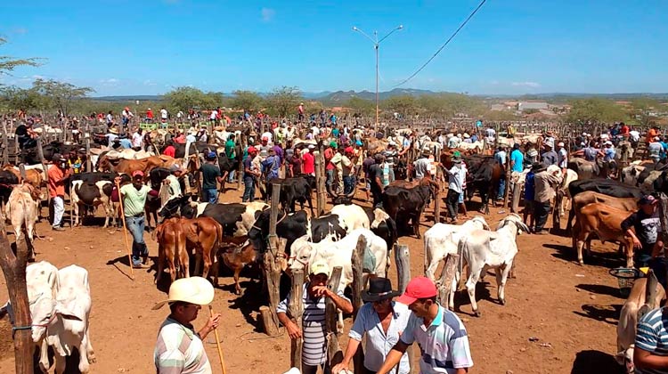 Em Tabira - PE feira do gado é cancelada e Feira livre é restrita apenas aos tabirenses
