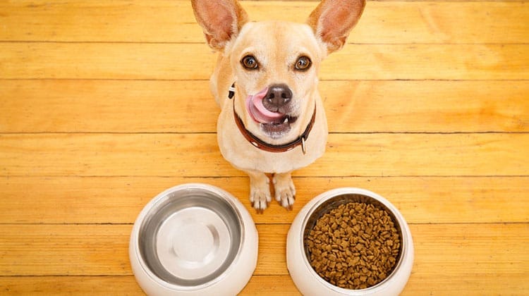 Queridinha do momento, vitamina D também é essencial para cães e gatos