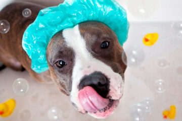 Por que os cachorros ficam malucos depois de tomar banho?