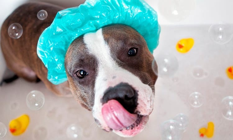 Por que os cachorros ficam malucos depois de tomar banho?